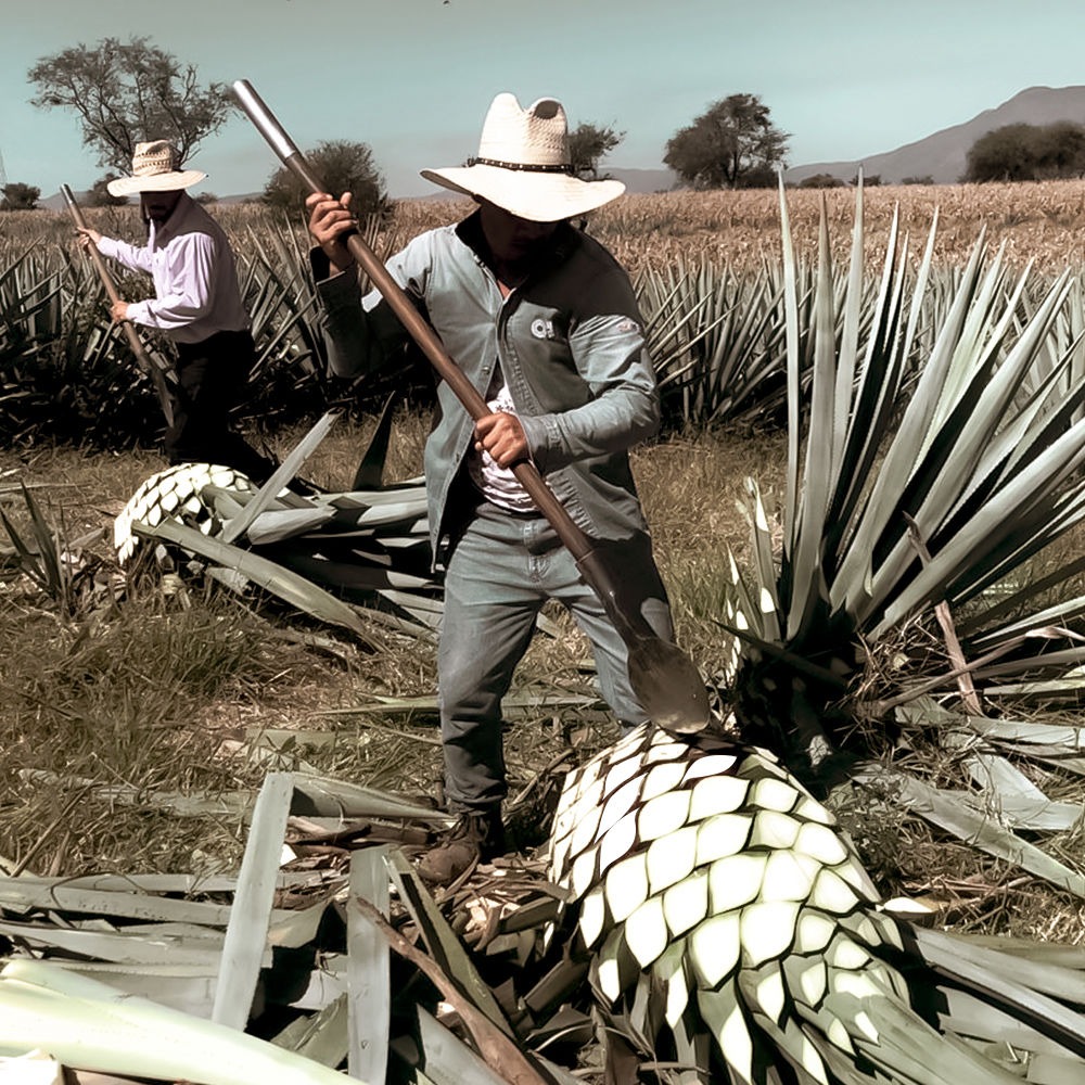 Tequila Taberna de águilas 